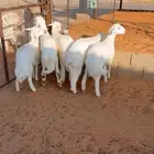 تم البيع العدد 5 فيه رخلين محصن العمر 4 شهور