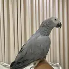 ببغاء كاسكو اسطورة بالكلام