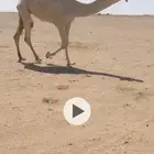 بكره جذعه طيبه