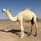 قعود