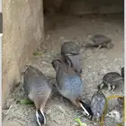 مطلوب. حجل عربي قهد قهبا عقايب