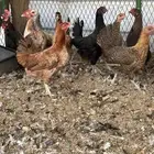 دجاج بلدي مشكل بياض