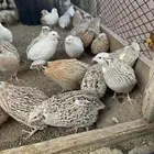 سمان للبيع