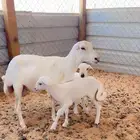 رفيديه متاومه مشروطه
