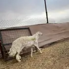 فحل حري حرش جبارة