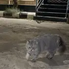 بسه للبيع البيع عجل