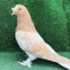 حمدم تركي اورفلي اصفر