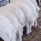 ذبايح حري نجدي