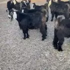 تيوس عوارض