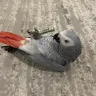 كاسكو متكلم بالوجة كبتن اليف