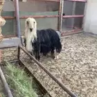 خروف نجدي