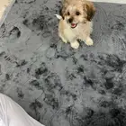 للبيع كلب فرنسي مالتيز