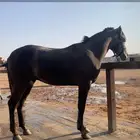 مهر شعبي للبيع