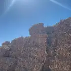 تبن ذرة شامية