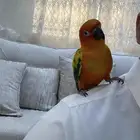 ببغاء صن كنيور للبيع