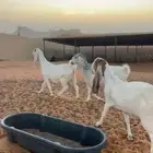 معزا قريب ولاده