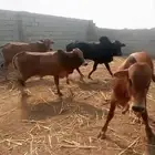 عجل بلدي