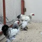 ديكين برهما كولمبي اصلي من فصيله (كونك)