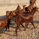 معزا دهم جذعات عدد8