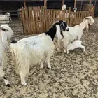 معزاء متابيع طيبه