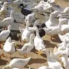 بط بكيني القريات   العدد 150   البيع 20 جملة العمر شهر