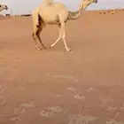 للبيع بكار وضح ثنتين