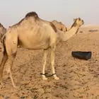 هجن مهجنه عليه الدخليه ولقحه ناصي الشحانيه