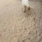 ذبايح للبيع فاخره عرب وحري