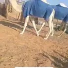 للبيع ابل الموقع الأفلاج