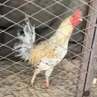 ديك لبيع كفو كفو كفو