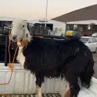 خروف نجدي رباع