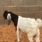 تيوس هجين بورقت