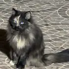 قط هملايا للتبني