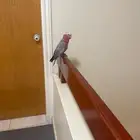 فرخ كوكاتو قالا أليف