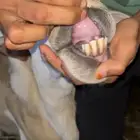 فحل حري رباع ماشاء الله تبارك الله