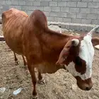 بقره