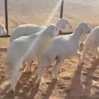 طيان حري العدد 6 العمر 3 شهور الي مغلق تم البيع