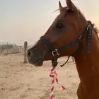 حصان عربي اصيل فاخر
