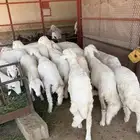 للبيع طليان وتيوس بلدي