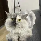 قطه للتبني معقمه وألييفه جدا