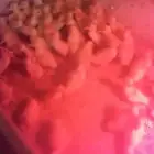 صوص   بط بكيني