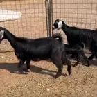 معزا متاومه 3 معها 6 روم وديوس سلم سديس قارح شبب الحناكيه