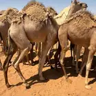 بكره مفروده هجن