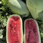 بطيخ حايل احمر وسكر