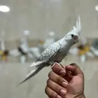 كروان هولندي أليف