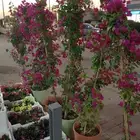 مشتل زراعي بالرياض بسعر الجملة