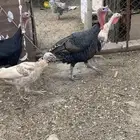 دجاج رومي