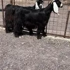 جفار صنف