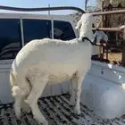 طليان