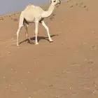 قعود فردي كفوو